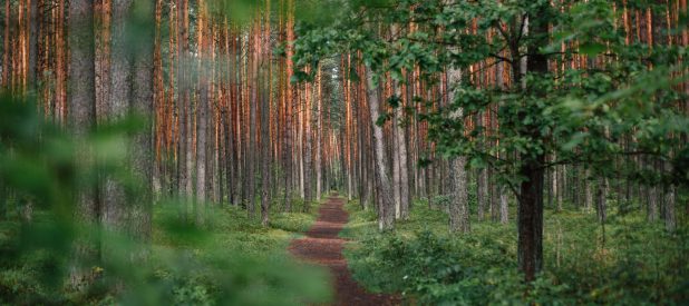 image of a pathway through a forest